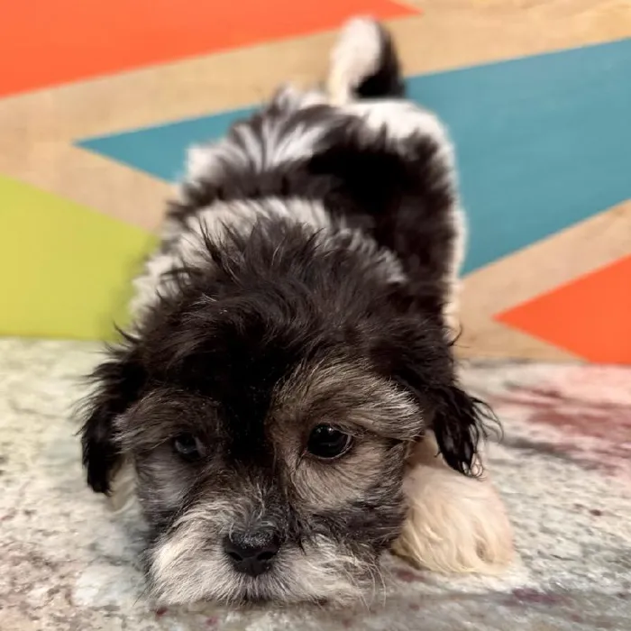 Male Teddy Bear Puppy for Sale in Fayetteville, AR