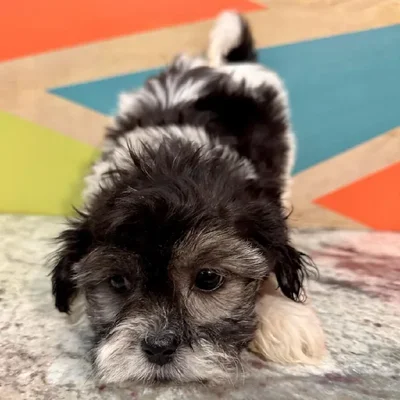 Male Teddy Bear Puppy for Sale in Fayetteville, AR