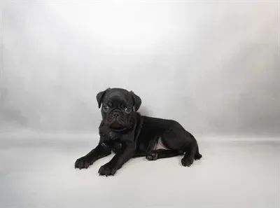 Female Pug puppy for sale at Petland Joplin.