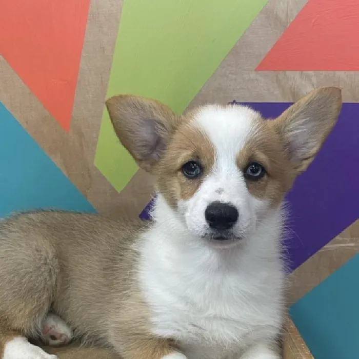 Female Pembroke Welsh Corgi puppy named Tilly for sale at Petland Joplin.