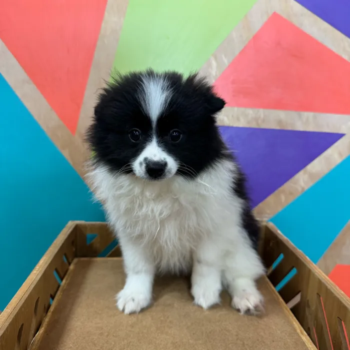 Female Pomeranian puppy named Beans for sale at Petland Wichita West.