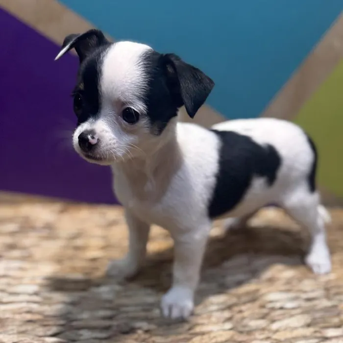 Male Chihuahua Puppy for Sale in Fayetteville, AR