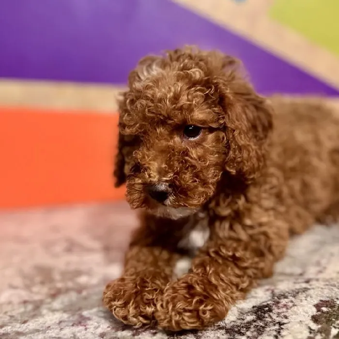 Male Poodle Puppy for Sale in Rogers, AR