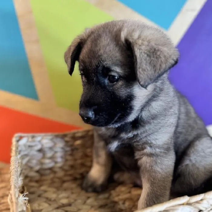 Male Norwegian Elkhound Puppy for Sale in Rogers, AR