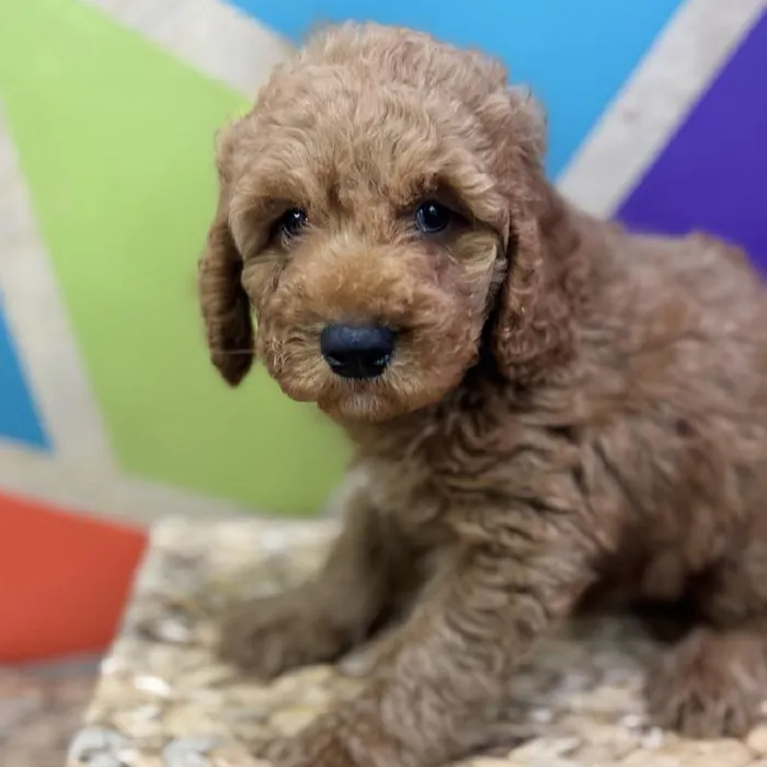 Male Mini Goldendoodle Puppy for Sale in Rogers, AR