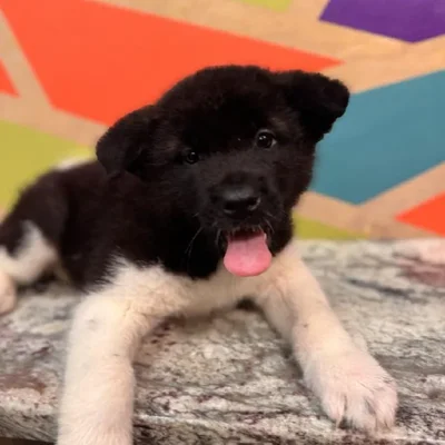 Female Akita Puppy for Sale in Rogers, AR