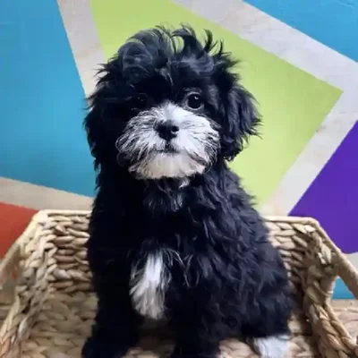 Female Havapoo Puppy for Sale in Joplin, MO