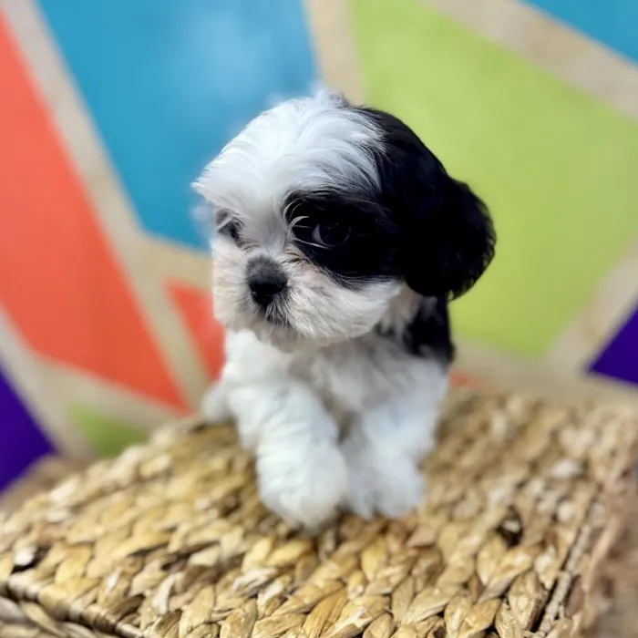 Male Shih Tzu Puppy for Sale in Rogers, AR