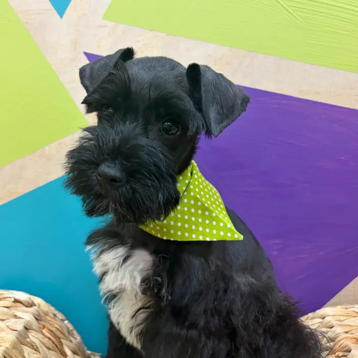 Male Mini Schnauzer puppy named Schroeder for sale at Petland Wichita West.