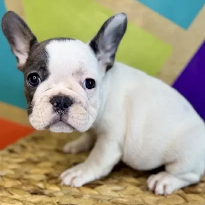 Female French Bulldog Puppy for Sale in Rogers, AR