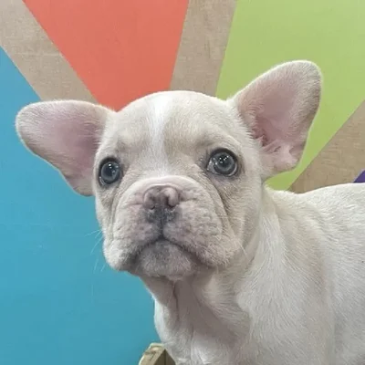 Female French Bulldog puppy named Dohn for sale at Petland Joplin.