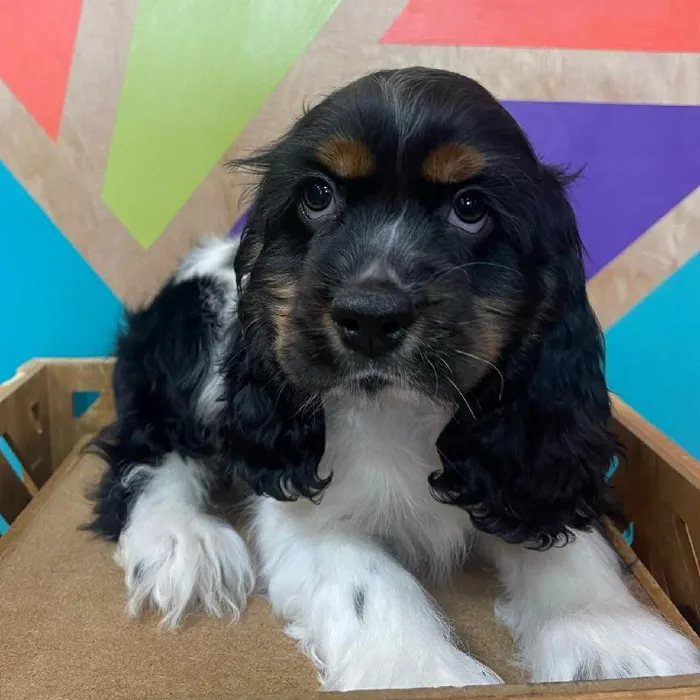 Male Cocker Spaniel Puppy for Sale in Joplin, MO