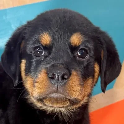 Female Rottweiler puppy named Reba for sale at Petland Rogers.
