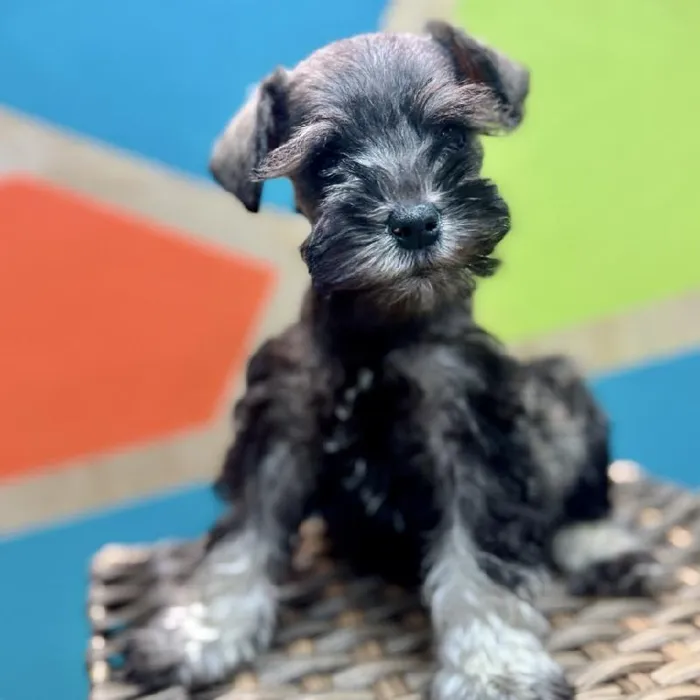 Female Mini Schnauzer Puppy for Sale in Rogers, AR