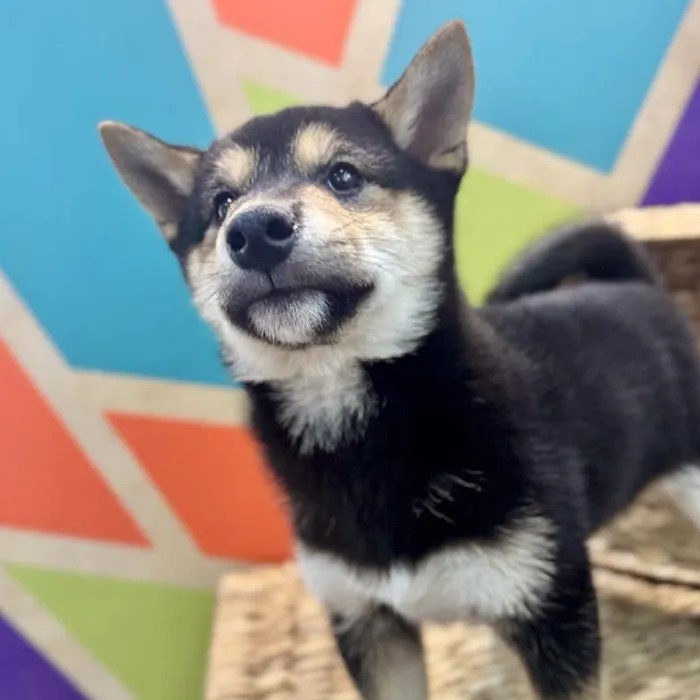 Male Shiba Inu Puppy for Sale in Rogers, AR