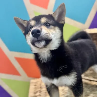 Male Shiba Inu Puppy for Sale in Rogers, AR