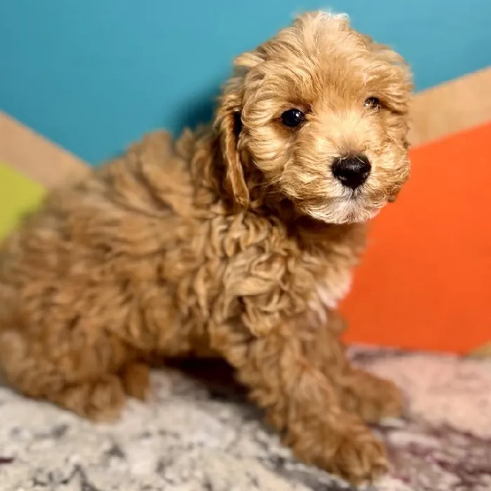 Male F1B Mini Goldendoodle Puppy for Sale in Rogers, AR