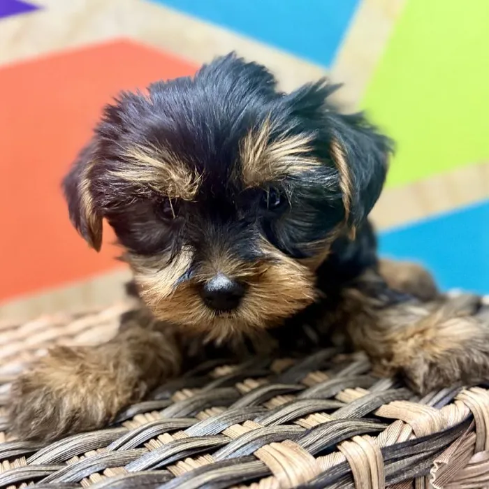 Male Yorkie Puppy for Sale in Rogers, AR