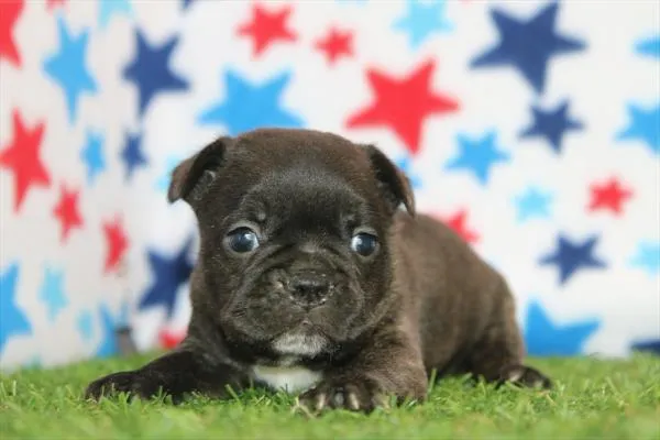 Male Frenchton puppy for sale at Petland Rogers.