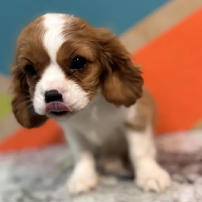 Female Cavalier King Charles Spaniel Puppy for Sale in Joplin, MO