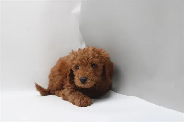Male Mini Goldendoodle puppy for sale at Petland Rogers.