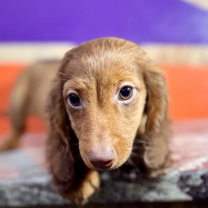 Male Dachshund puppy named Biggie for sale at Petland Rogers.