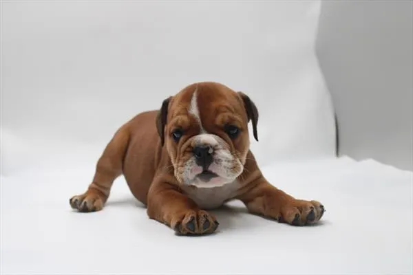Female English Bulldog puppy for sale at Petland Wichita West.