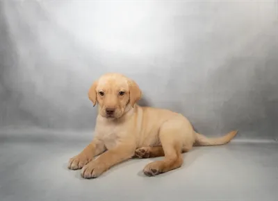 Female Labrador Retriever puppy for sale at Petland Joplin.