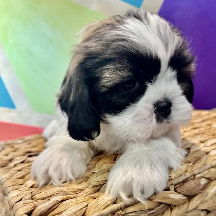 Male Shih Tzu Puppy for Sale in Rogers, AR