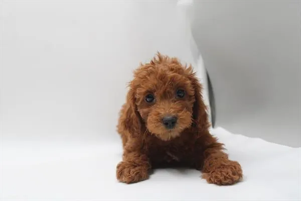 Female Mini Goldendoodle puppy for sale at Petland Wichita West.