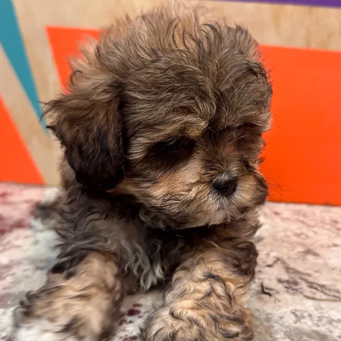 Male Shipoo puppy for sale at Petland Rogers.