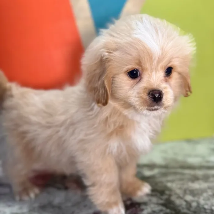 Male Peke-A-Poo puppy named Phil for sale at Petland Rogers.