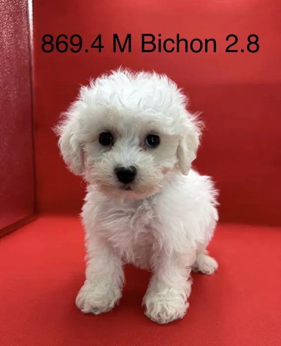 Male Bichon puppy for sale at Petland Wichita West.