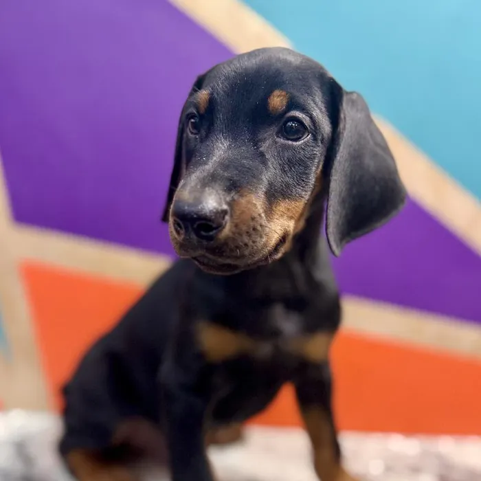 Male Doberman Pinscher puppy named Warren for sale at Petland Fayetteville.