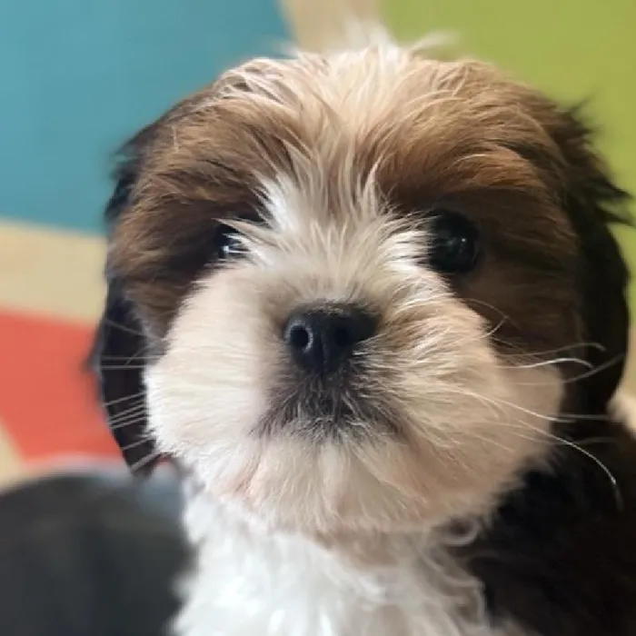 Female Shih Tzu Puppy for Sale in Rogers, AR