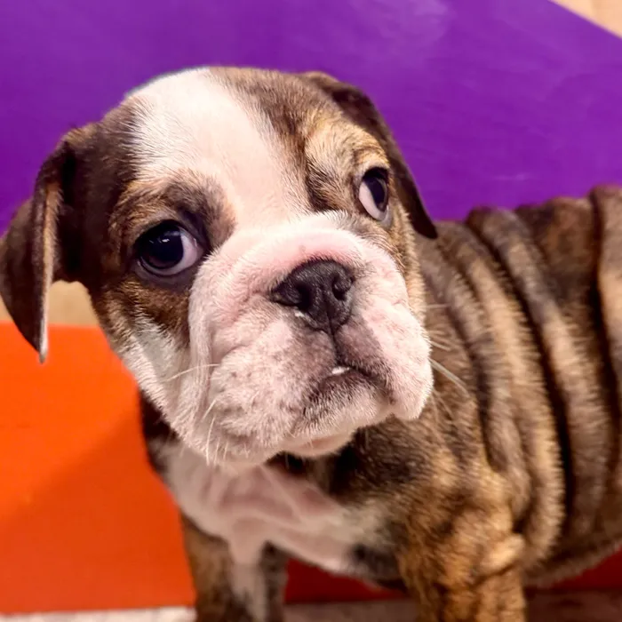 Female English Bulldog puppy for sale at Petland Rogers.