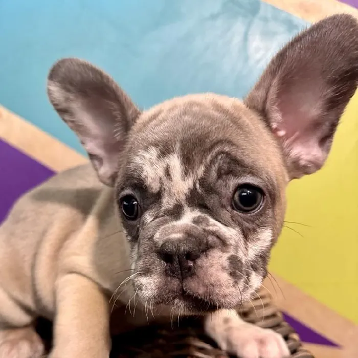 Male French Bulldog Puppy for Sale in Rogers, AR