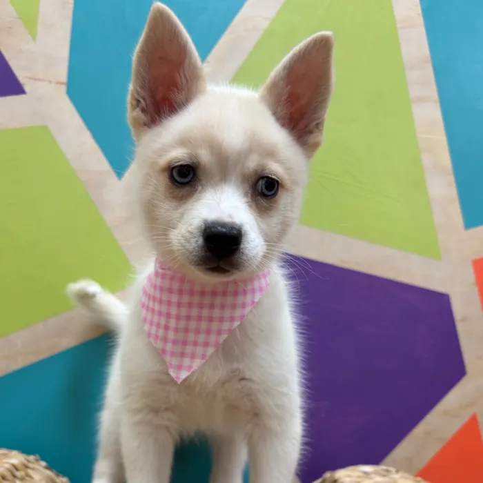 Female Alaskan Klee Kai puppy named Glamour for sale at Petland Wichita West.