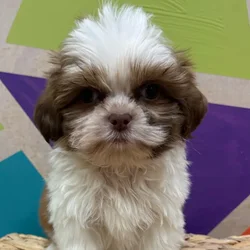 car_main_img_/media/ap_media/pets/SKSJPQOEBXOT97454.webp.250x250_q85.webp