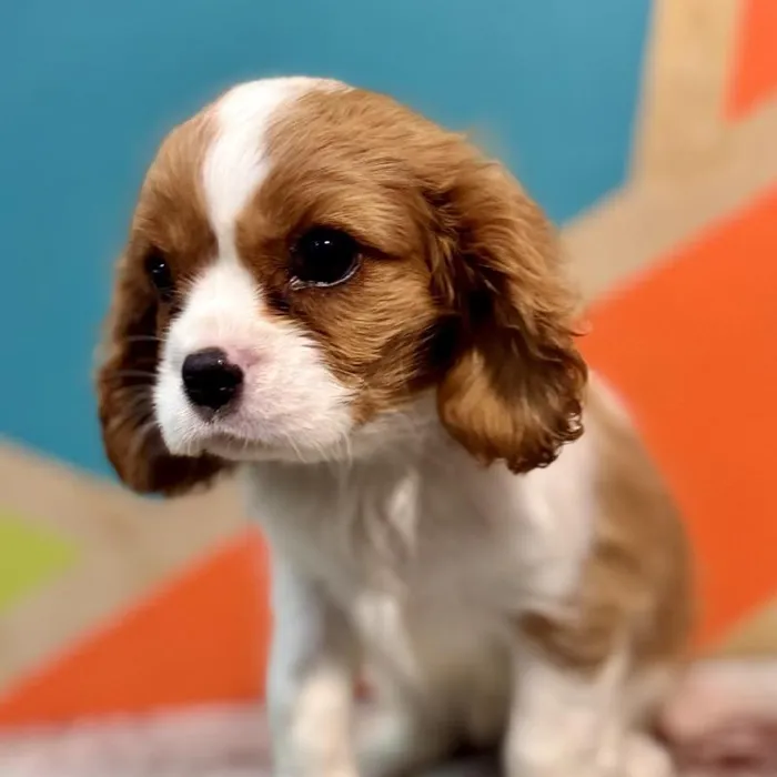 Female Cavalier King Charles Spaniel Puppy for Sale in Joplin, MO