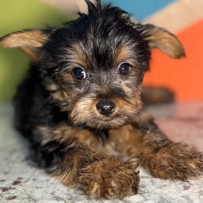 Male Yorkie Puppy for Sale in Rogers, AR