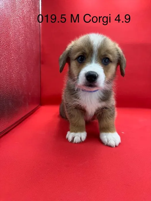 Male Pembroke Welsh Corgi puppy for sale at Petland Wichita West.