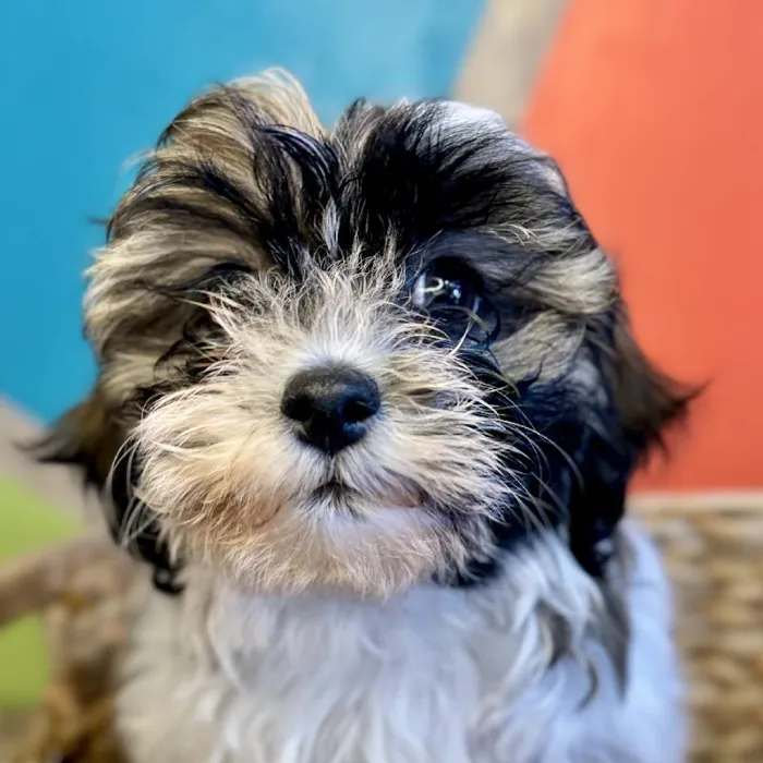 Female Teddy Bear Puppy for Sale in Rogers, AR