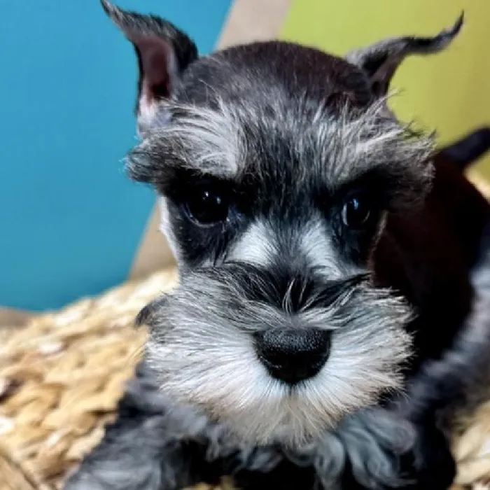 Female Mini Schnauzer Puppy for Sale in Rogers, AR