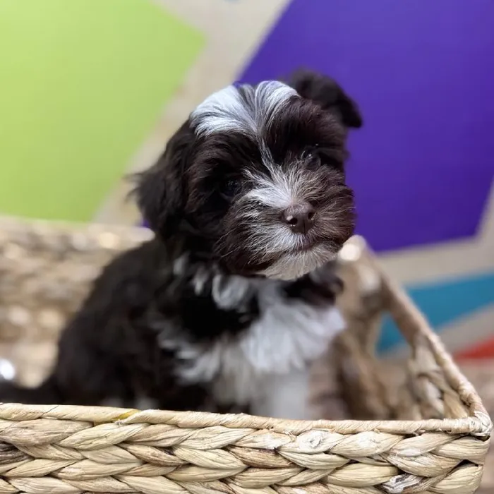Female Havanese Puppy for Sale in Rogers, AR