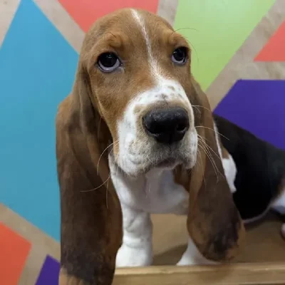 Male Basset Hound Puppy for Sale in Joplin, MO