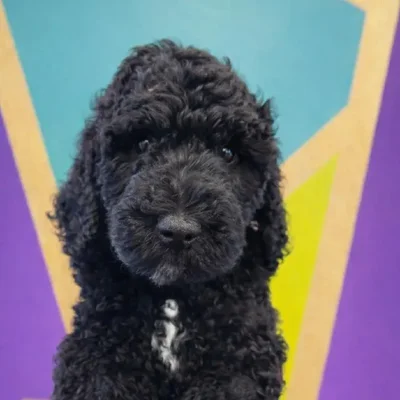 Male Standard Poodle Puppy for Sale in Joplin, MO