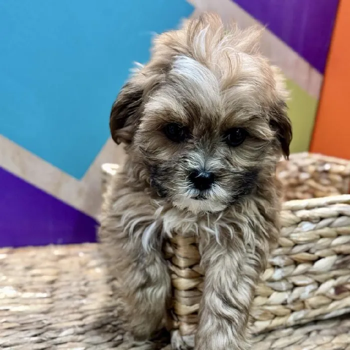 Male Shipoo Puppy for Sale in Rogers, AR
