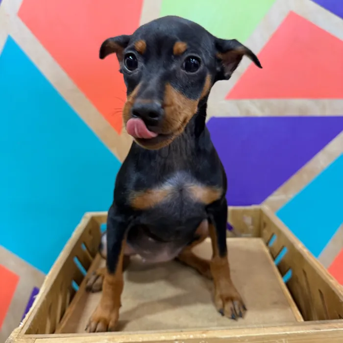 Female Min Pin puppy named Maria for sale at Petland Fayetteville.