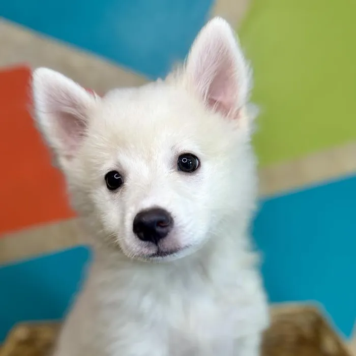 Female American Eskimo Puppy for Sale in Rogers, AR